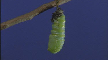 MWS of new chrysalis or pupa shot against blue screen earlier stage of pupation caterpillar still moving