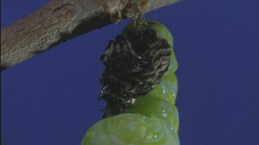 new chrysalis or pupa shot against blue screen earlier stage of pupation caterpillar still moving