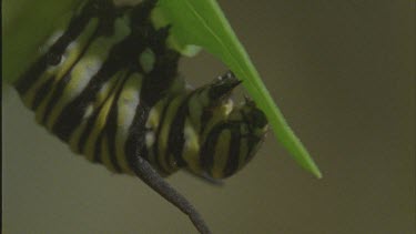 mouthparts of caterpillar Feeding milkweed plant