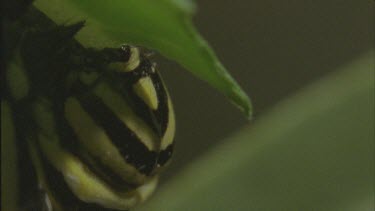 mouthparts of caterpillar Feeding milkweed plant
