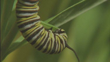 caterpillar Feeding milkweed plant