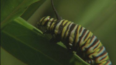 caterpillar crawling up milkweed plant good shot of legs pro legs and anal clasper