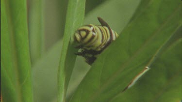 caterpillar crawling up milkweed plant good shot of legs pro legs and antennae
