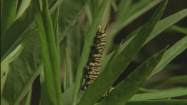 caterpillar crawling up milkweed plant good shot of legs pro legs and antennae