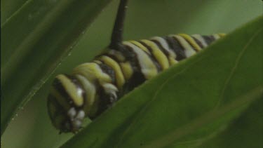 caterpillar crawling up milkweed plant good shot of legs pro legs and antennae Feeding