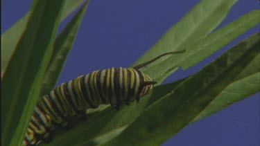 caterpillar crawling up milkweed plant good shot of legs prolegs and antennae Feeding