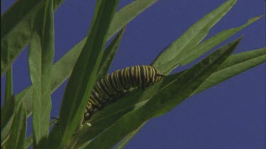 caterpillar crawling up milkweed plant good shot of legs prolegs and antennae Feeding