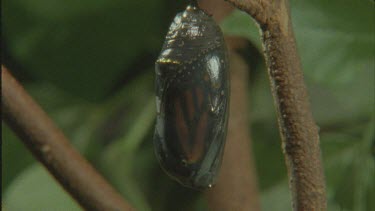chrysalis pupa hanging on branch shot very dark about to emerge