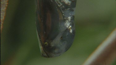 chrysalis pupa hanging on branch shot very dark tilt up and down