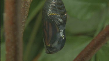 tilt down chrysalis pupa hanging on branch darkening