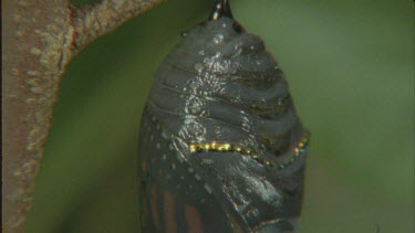 tilt down chrysalis pupa hanging on branch darkening