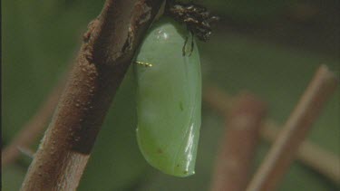 tilt down chrysalis pupa hanging on branch darkening