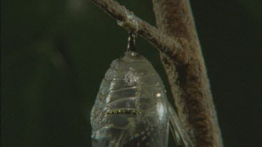 tilt down chrysalis pupa hanging on branch butterfly emerging