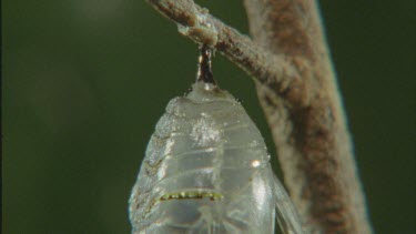 tilt down chrysalis pupa hanging on branch butterfly emerging