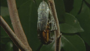 butterfly emerging from chrysalis wings still curled up