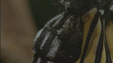 tilt down from newly emerged butterfly pumping fluid into body and wings parts to wings