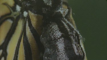 newly emerged butterfly pumping fluid into body and wings parts