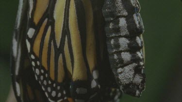 newly emerged butterfly pumping fluid into old shell of chrysalis in shot