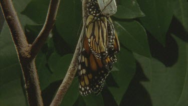 newly emerged butterfly pumping fluid into body and wings parts old chrysalis in shot