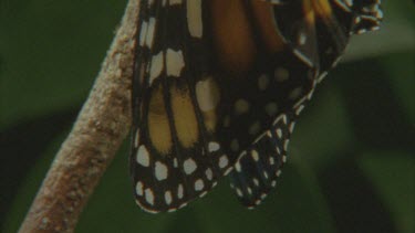 tilt up newly emerged butterfly pumping fluid into body and wings parts old chrysalis in shot