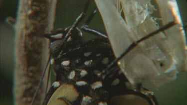 newly emerged butterfly pumping fluid into body and wings parts old chrysalis in shot