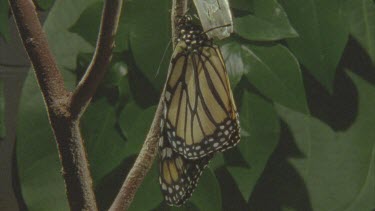 newly emerged butterfly pumping fluid into body and wings parts old chrysalis in shot