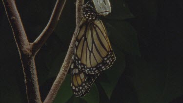 butterfly clinging to empty chrysalis
