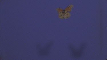 CM0001-AO-0001188 best shot of butterfly flying and flapping shot at high speed slomo against blue screen