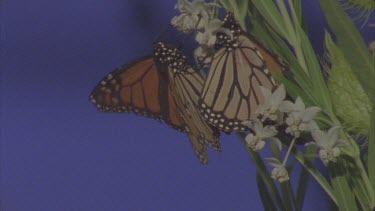 mating on milkweed with blue screen behind 2 on flowers sucking nectar