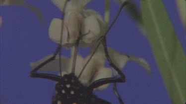 butterfly on milkweed with blue screen behind on flowers sucking nectar