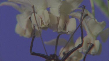 butterfly probing tongue into flowers of milkweed against blue screen