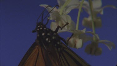 drinking nectar flowers of milkweed flowers against blue screen