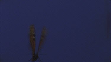 butterfly flying and flapping against blue screen  good shot