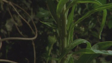 tilt up milkweed plant to reveal caterpillars feeding on leaves and moving around