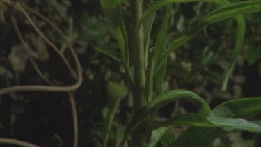 tilt up milkweed plant to reveal caterpillars feeding on leaves and moving around