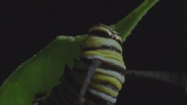 caterpillar on milkweed plant feeding on leaves munching