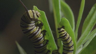 caterpillars on milkweed plant feeding on leaves good jaws at work 2 feeding in one area