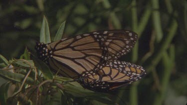2 adult butterflies mating pan up to one with wings flapping