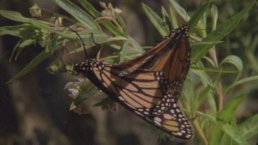 2 adult butterflies mating pan up to one with wings flapping