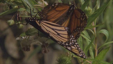 2 adult butterflies mating one with wings flapping