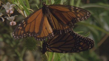 2 adult butterflies mating one separates and flies off