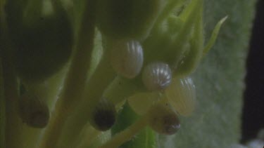 numerous eggs on milkweed plant pan to another clutch of them