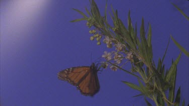 flies into frame onto flowers against blue screen