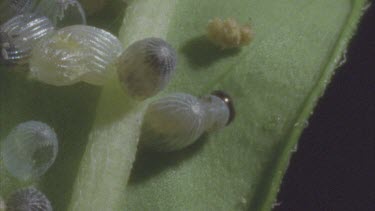 caterpillar eats its way through egg case and hatches from egg