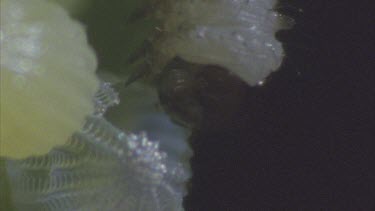 newly merging caterpillar eats its way through the egg case that it has hatched from