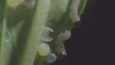 two young caterpillars just emerged from egg cases