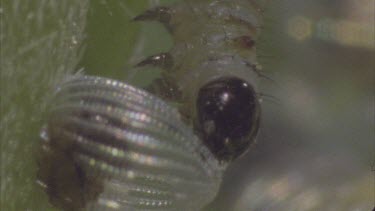 young caterpillar just emerged Feeding its way through egg case