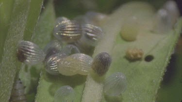 tilt down from eggs to newly emerged caterpillars and across the eggs again