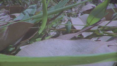 dead adult butterfly on undergrowth and pan up to grass and pan opposite direction