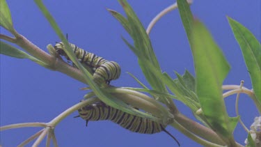 time lapse of caterpillars devouring milkweed plant shot against blue screen